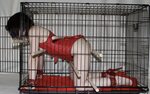 Bdsm kitten cage 🌈 БДСМ мебель, БДСМ качели, БДСМ клетка и к